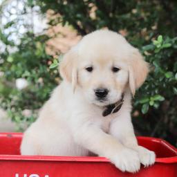 Sweet Golden Retriever Puppies Image eClassifieds4u