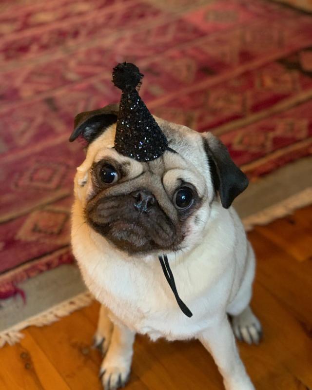 Amazing ckc Pug Puppies Available Image eClassifieds4u