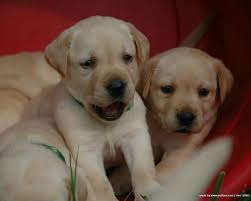 Breathtaking Ckc Labrador Retriever Puppies Available Image eClassifieds4u