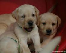 Breathtaking Ckc Labrador Retriever Puppies Available