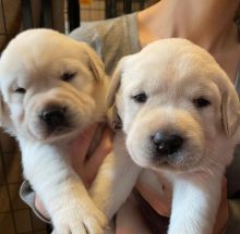 2 Labrador Retriever puppies [ jessywalters2017@gmail.com]