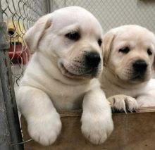 Absolutely Healthy Labrador Retriever puppies