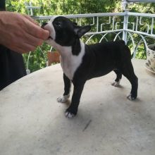 Active Boston Terrier Puppy For Adoption