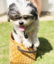 Adorable Shih Tzu Puppies Available