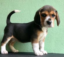 AKC registered tricolor Beagle male and female available