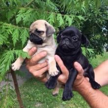 Awesome Male And Female Teacup Pug Puppies Available