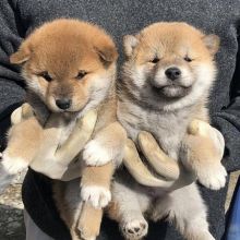 Beautiful Shiba Inu Puppies For Adoption