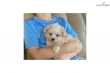 Best Quality Teacup Maltipoo Puppies