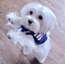 Charming Maltese Puppies for Adoption