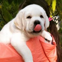 Cute Labrador Retriever Puppies for adoption Email at [ scottjerry107@gmail.com]