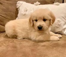 Golden Retriever Puppies [scottjerry107@gmail.com]