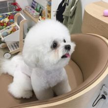 Gorgeous Bichon Frise puppies available [ scottjerry107@gmail.com]