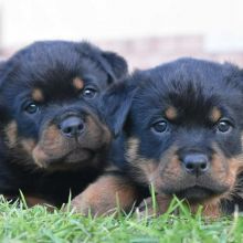 Great Rottwieler puppies available. [scottjerry107@gmail.com]