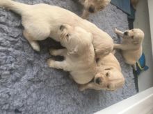 Home Trained Golden Retriever Puppies