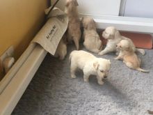 Home Trained Golden Retriever Puppies