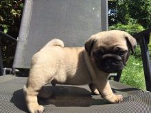 Intelligent and Affectionate Pug Puppies Available