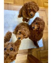 Judicious Toy Poodle Puppies Available