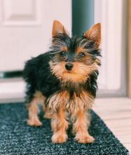 Lovely Yorkie Puppies For Re-homing Email at [ scottjerry107@gmail.com]