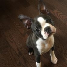 Male and Female Awesome Boston Terrier Puppies For Adoption