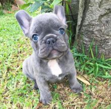 Male and female French bulldog puppies for adoption
