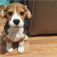 Purebred Beagle puppies Available for adoption