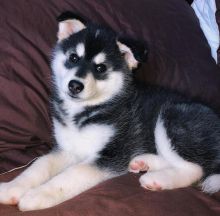 purebred, black and white, male and females Siberian Husky puppies available