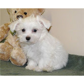 Purebred Maltese Puppies For Adoption