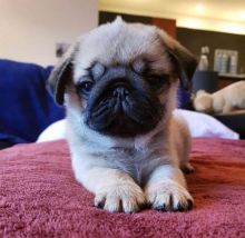 Quality Bred Family Raised Pug Pups For Adoption