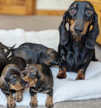 Sensational Ckc Dachshund Puppies Ready For Adoption