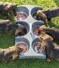 Staggering Ckc Dachshund Puppies Available [ scottjerry107@gmail.com]