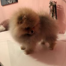 Stunning Pomeranian Puppies For Adoption