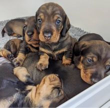 Sweet & playful Dachshund Puppies for adoption