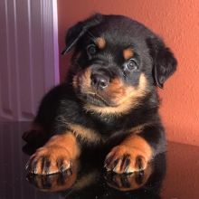 Very Cute Ckc Rottwieler Puppies Available