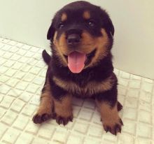 Very healthy Rottweiler Puppies For Adoption