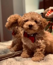 Well Bred Healthy Fawn Toy poodles Puppies Available Email at [ scottjerry107@gmail.com]