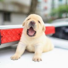 Well trained male and female golden retriever Available