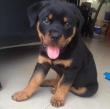 Well trained Rottweiler puppies for new homes