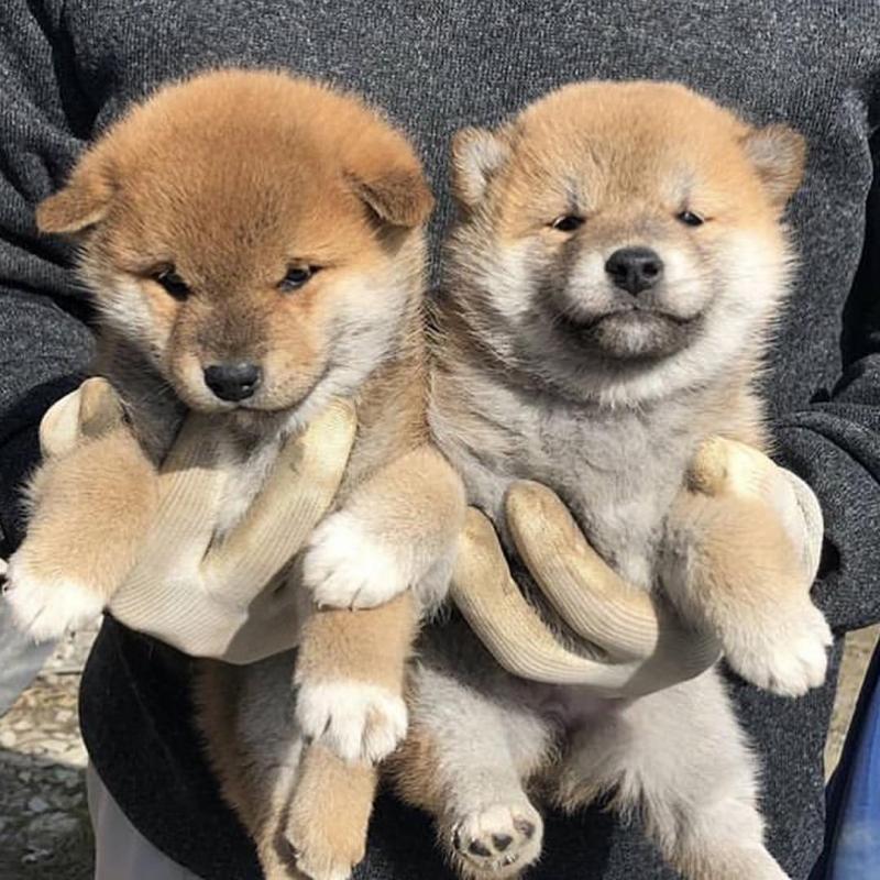 Beautiful Shiba Inu Puppies For Adoption Image eClassifieds4u