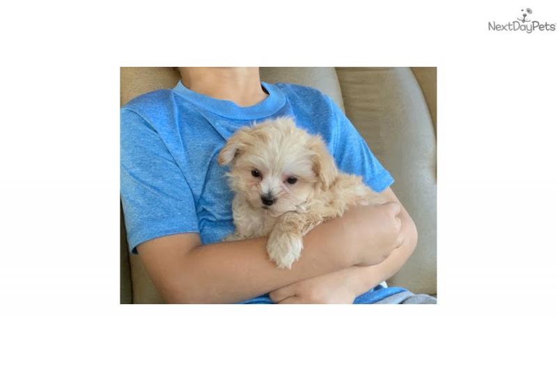 Best Quality Teacup Maltipoo Puppies Image eClassifieds4u