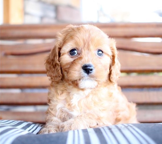 Cavapoo Puppies For A Wonderful Home.11 Weeks Old/ Image eClassifieds4u
