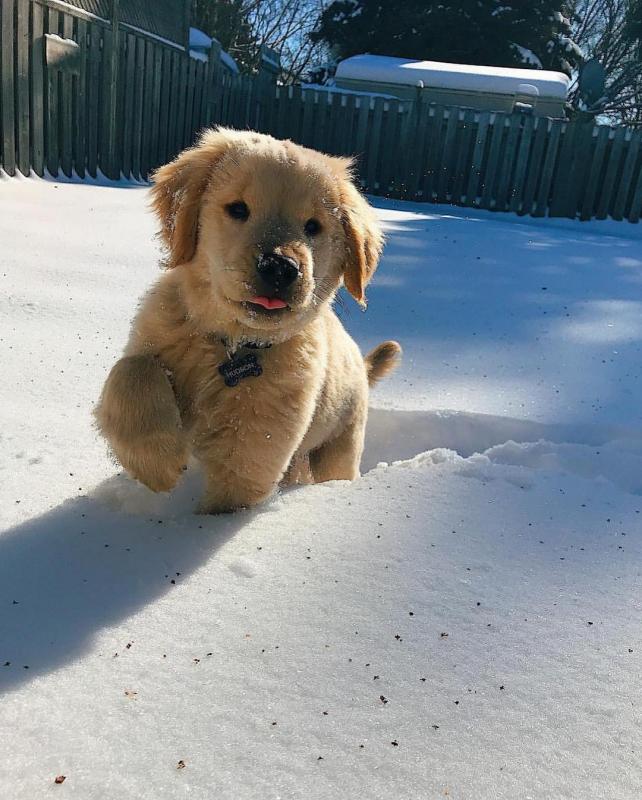 Cute Golden Retriever Puppies for ADOPTION Image eClassifieds4u