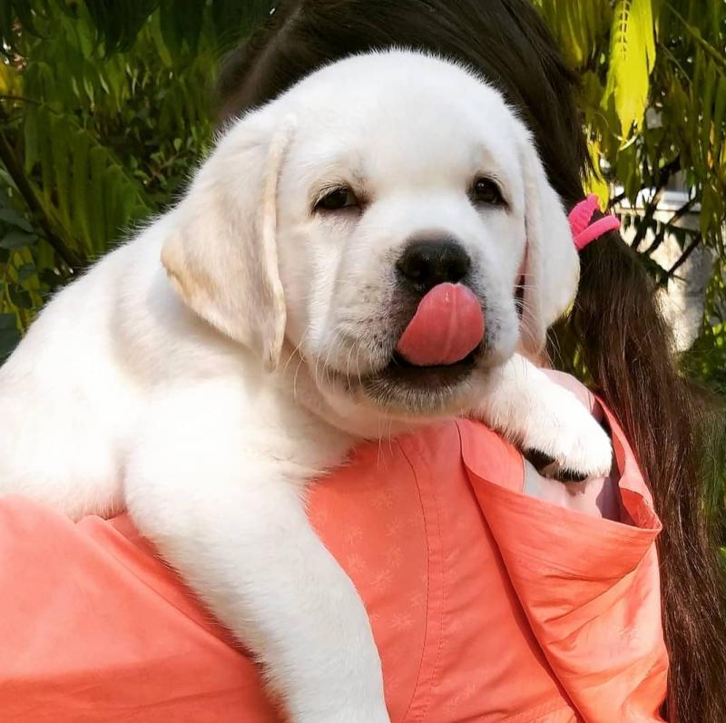 Cute Labrador Retriever Puppies for adoption Email at [ scottjerry107@gmail.com] Image eClassifieds4u