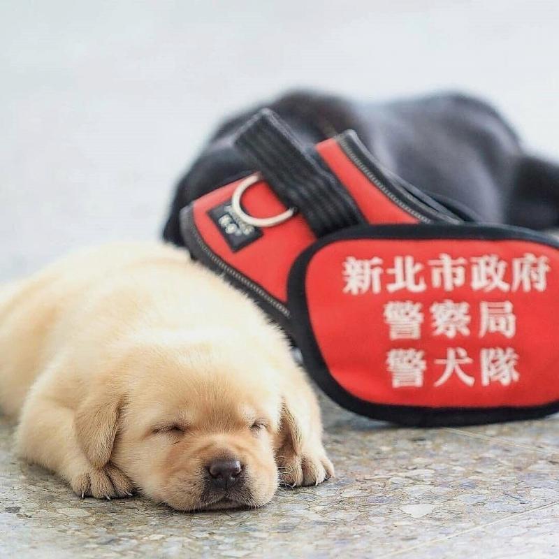 Golden Retriever Puppies (11 weeks OLD )[ scottjerry107@gmail.com] Image eClassifieds4u