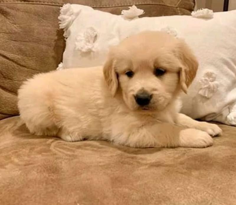 Golden Retriever Puppies [scottjerry107@gmail.com] Image eClassifieds4u