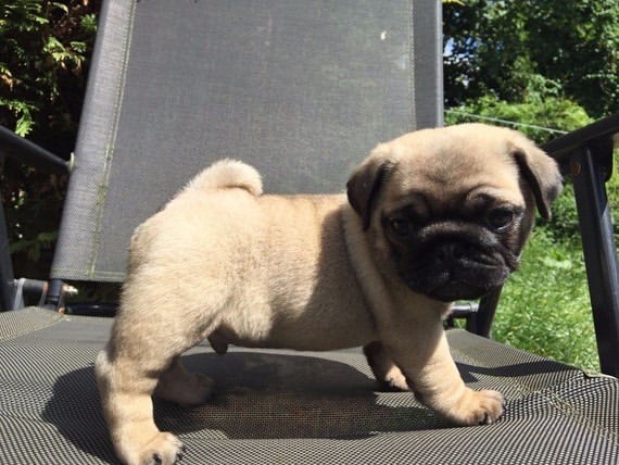 Intelligent and Affectionate Pug Puppies Available Image eClassifieds4u
