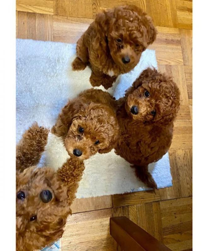 Judicious Toy Poodle Puppies Available Image eClassifieds4u