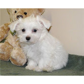 Purebred Maltese Puppies For Adoption Image eClassifieds4U