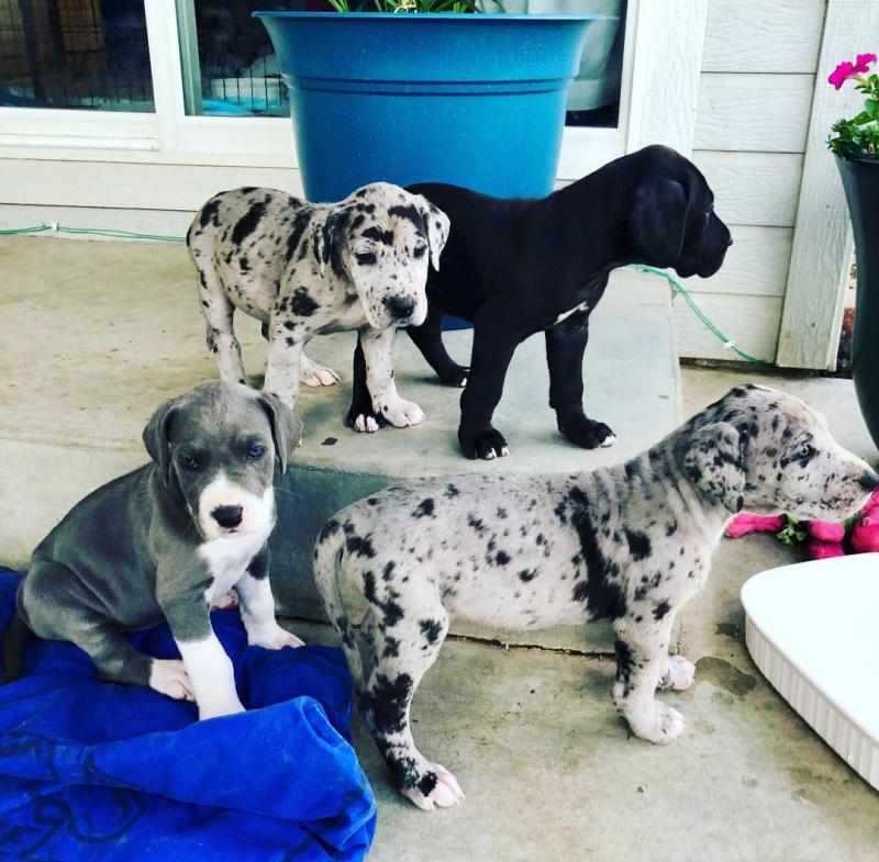 Remarkable Ckc ?? Great Dane Puppies ?? Email at us ?? ?? [ scottjerry107@gmail.com ] Image eClassifieds4u