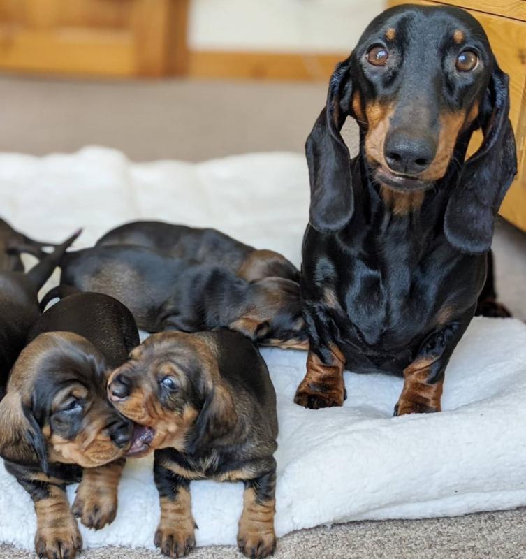 Sensational Ckc Dachshund Puppies Ready For Adoption Image eClassifieds4u