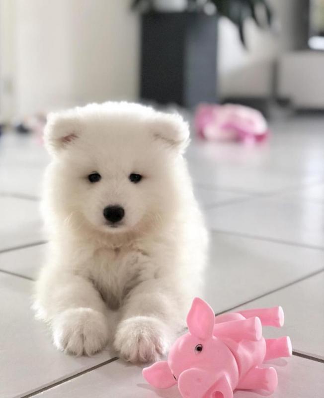 Two Top Class Samoyed Puppies Available Image eClassifieds4u